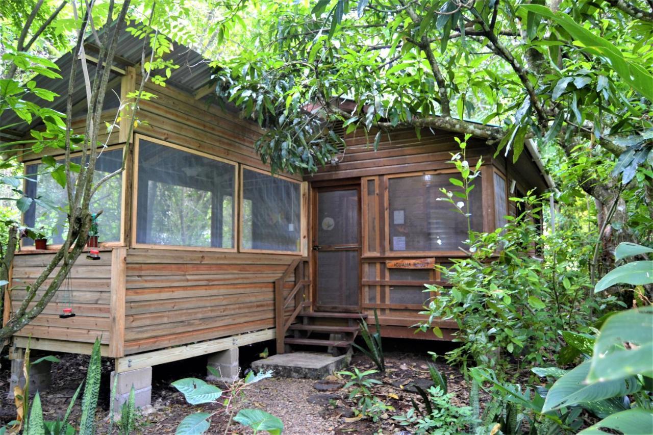 Iguana Roost Tourism Gold Standard Fully Equipped Two Bedroom Cabin San Ignacio Luaran gambar